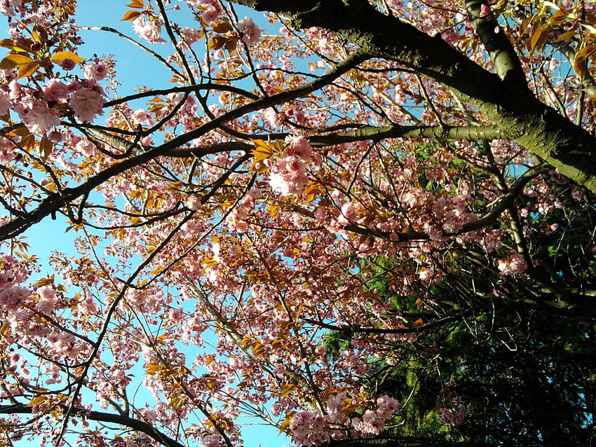 Flowers: Pink Tree Cherry Slovekia Sakura Chinese Daisy Flower, Chinese Cherry Blossom HD wallpaper