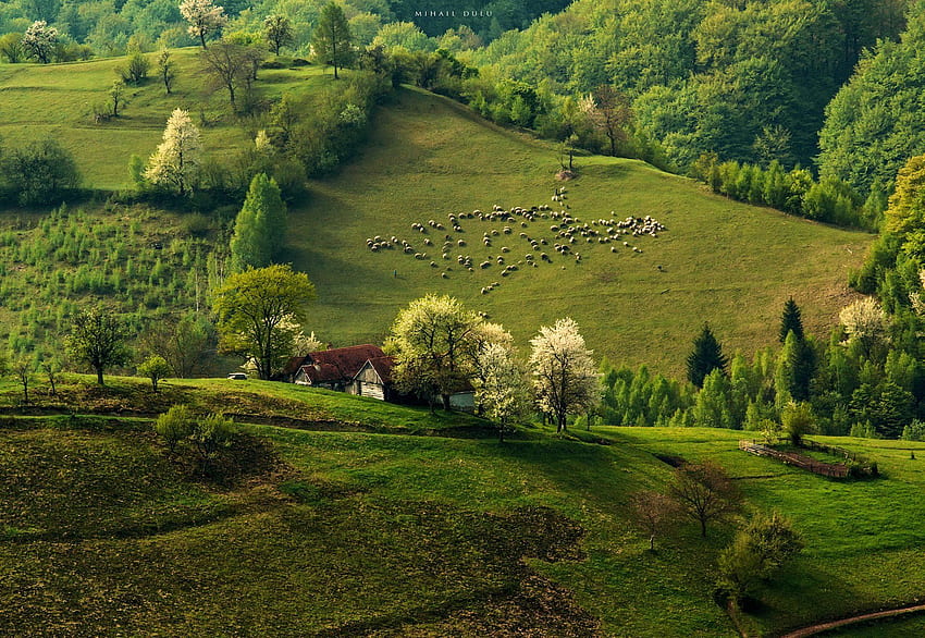 природа пролет сутрин хълмове стадо овце гора къща HD тапет
