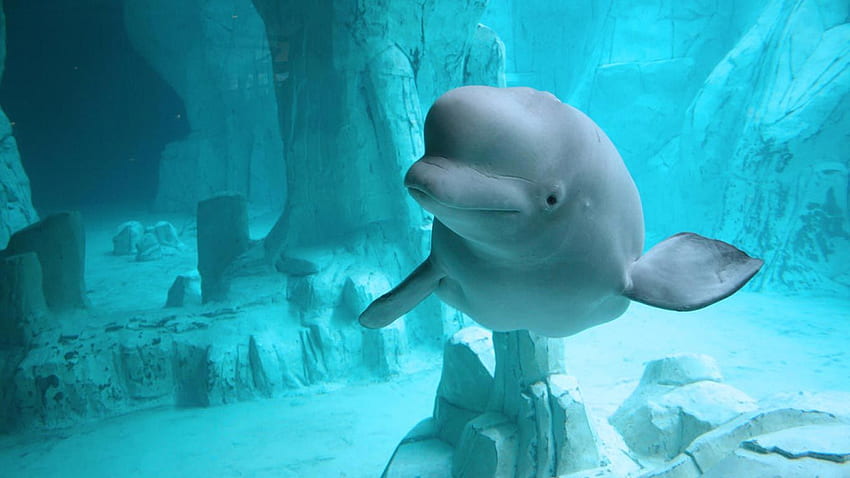 Baleia beluga . Animais subaquáticos, Animais lindos, Cool Beluga papel de parede HD