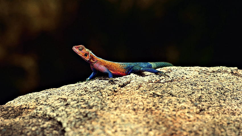 Animals, Rock, Color, Stone, Lizard HD wallpaper