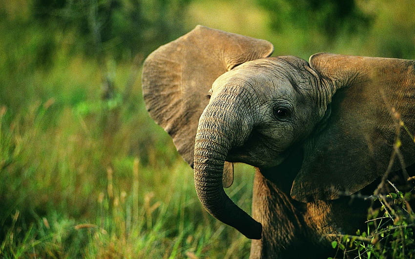 малко слонче, сладки животни, дива природа, слонове, Африка, диви животни HD тапет