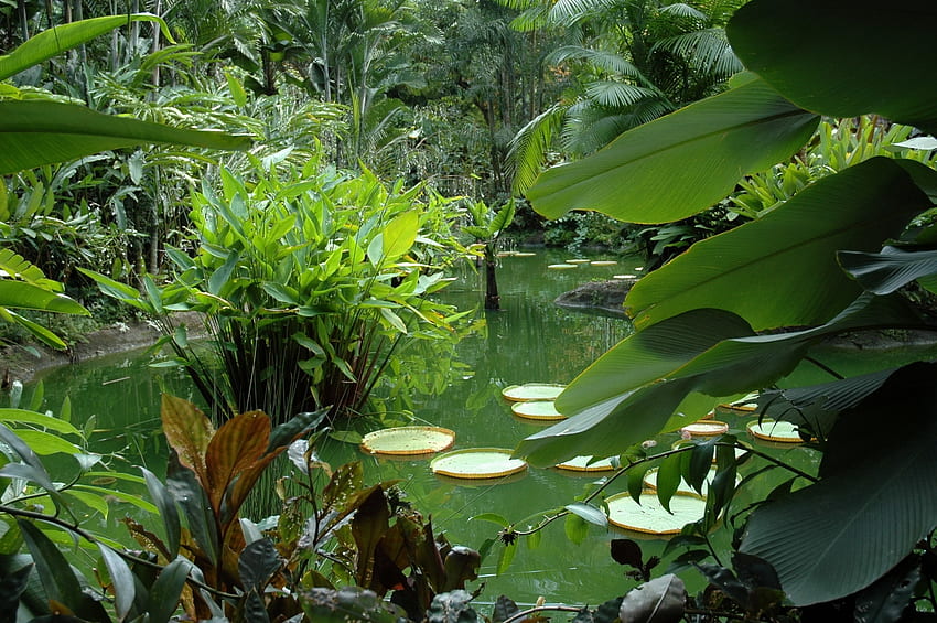 Природа, листа, растителност, зеленина, езерце, флора, сочно HD тапет