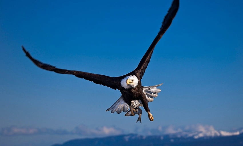 Flying Bald Eagle, American Bald Eagle HD wallpaper