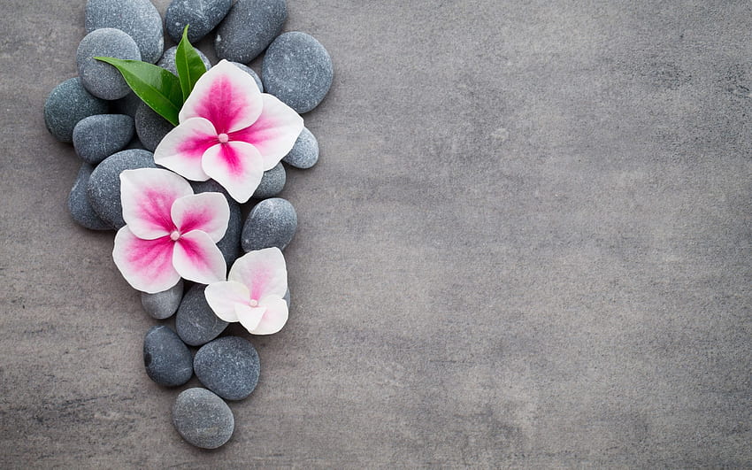 flowers, stones, flower, orchid, stones, spa, zen HD wallpaper