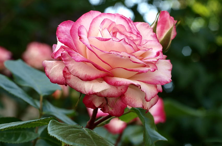 *** Mawar merah muda ***, mawar, merah muda, bunga, alam, bunga Wallpaper HD