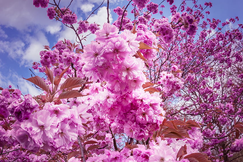 Flowers, Cherry, Sakura HD wallpaper