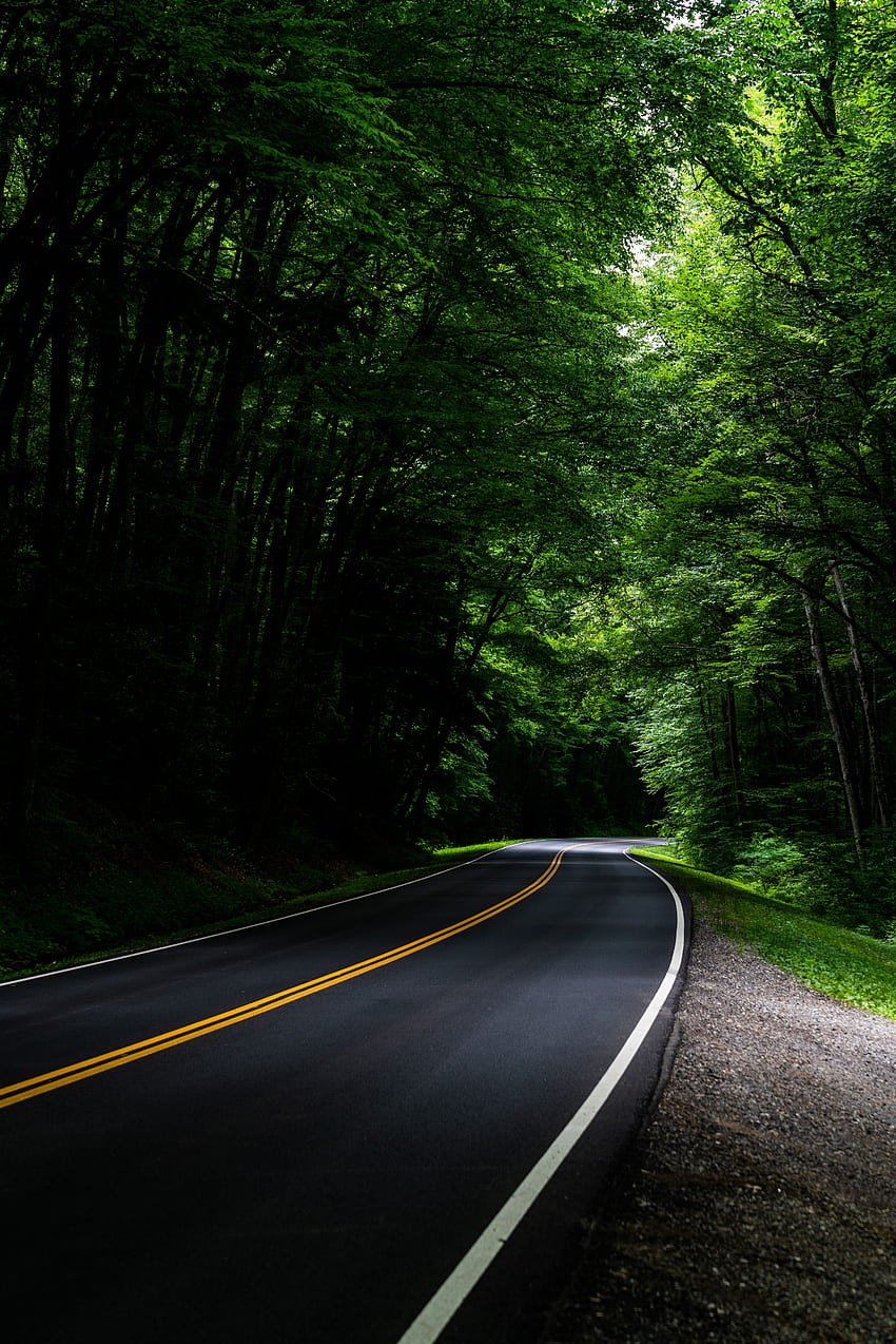 자연, 나무, 도로, 회전, 숲, 아스팔트 HD 전화 배경 화면