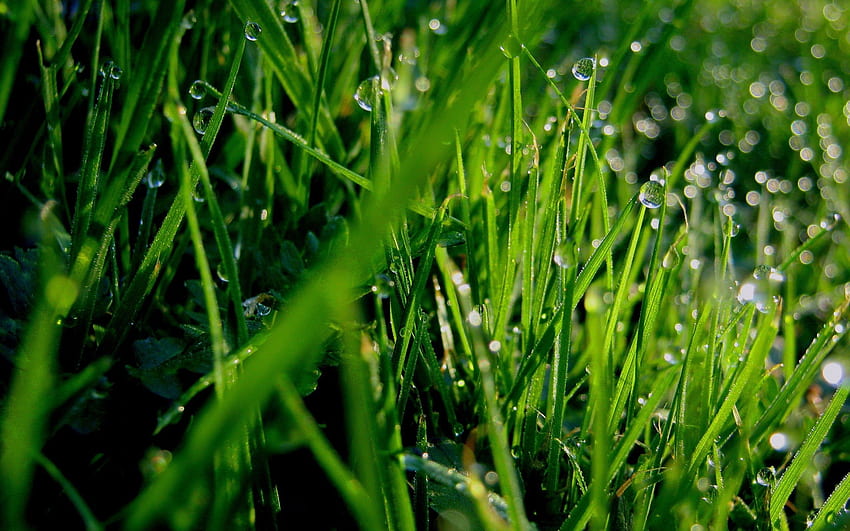 Gras, Tropfen, Makro, Grüns, Tau HD-Hintergrundbild