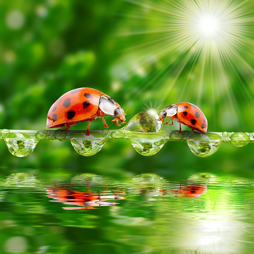 Ladybugs Water Drops Two Rays of light Animals ., Water Spot HD phone wallpaper