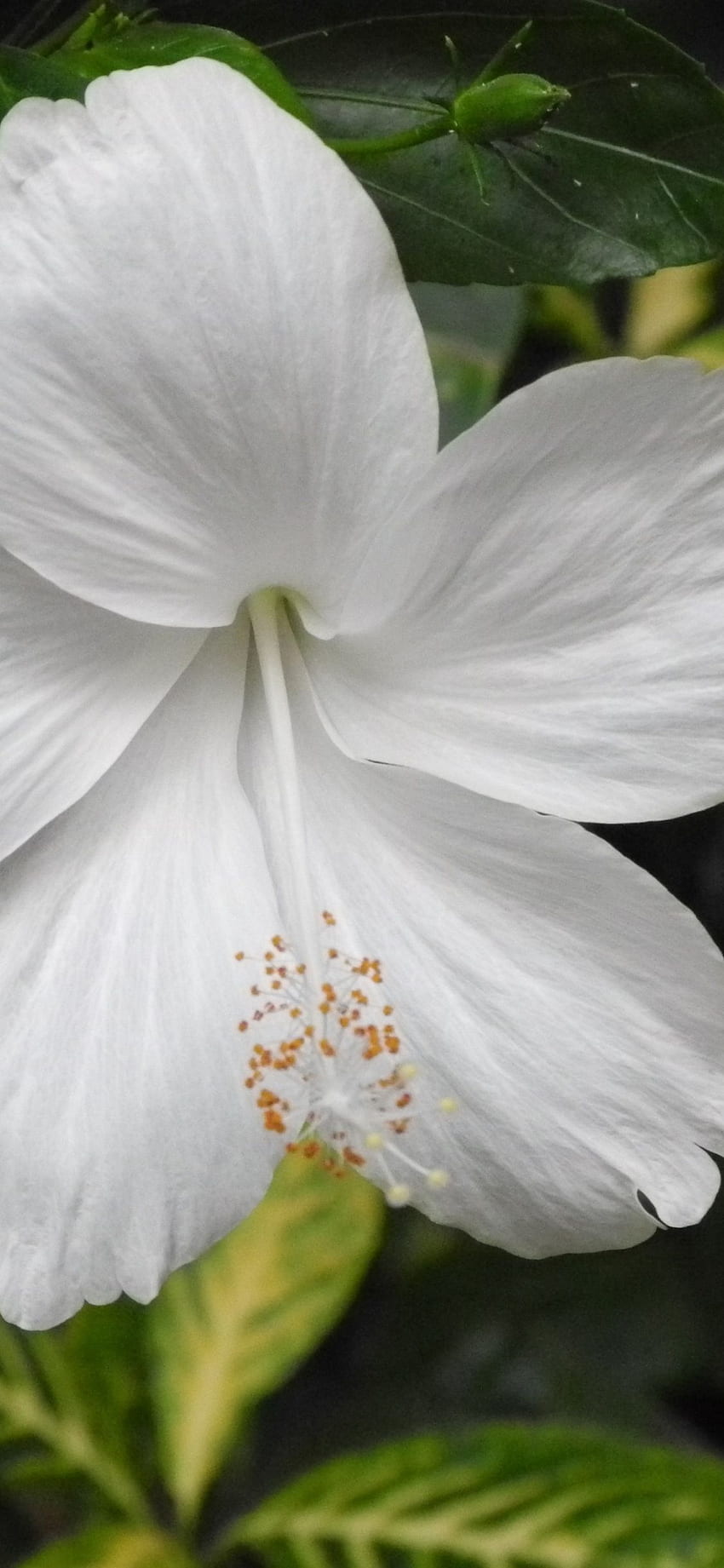 White hibiscus, flowers, bloom, close HD phone wallpaper | Pxfuel