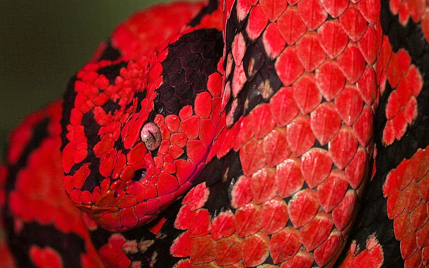 Фон на червена змия Готин фон на змия Синьо кафе Царевица Черен Клипарт B. Змия, животно, червена и черна змия HD тапет