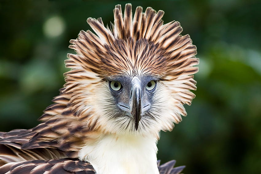 Philippinischer Adler Nationalvogel der Philippinen HD-Hintergrundbild