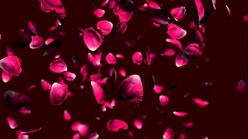 Wedding falling rose petals animation background. Rose, Flower Petals HD  wallpaper | Pxfuel
