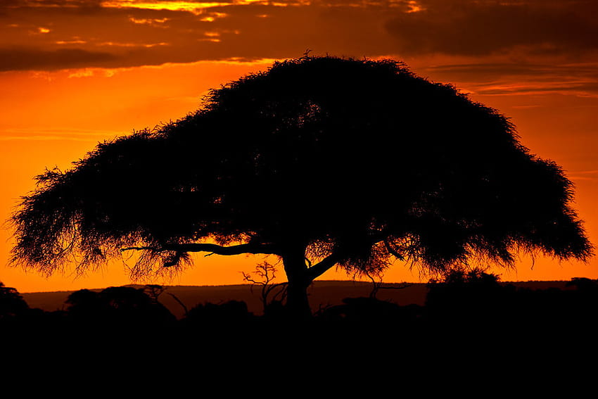 my-african, africa, silhoute, nature, sunset, tree HD wallpaper