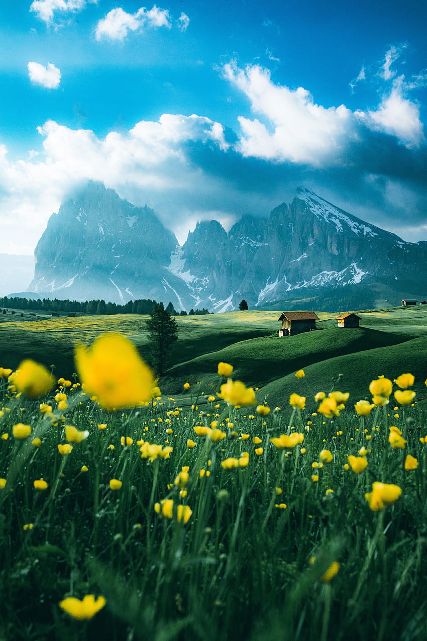 Natura, kwiaty, góry, struktura, pole, przestronność, zakres Tapeta na telefon HD
