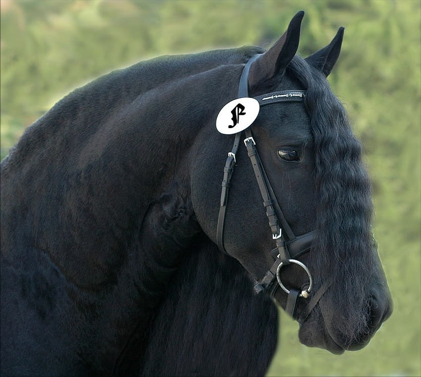 Koń dla Beatriz, koń, czarny, fryzyjski, natura, prezent Tapeta HD