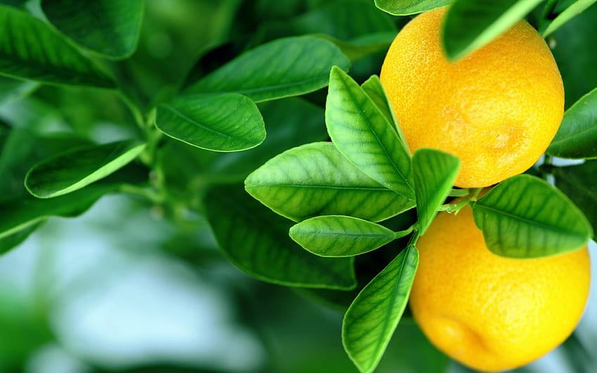 Lemon Tree , Citrus Tree HD wallpaper