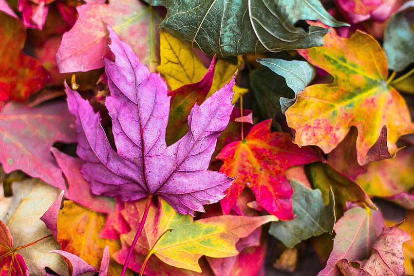 Fall, bunch of leaves, close up HD wallpaper