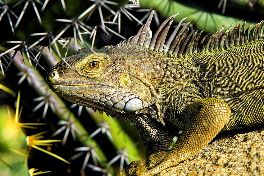 *** IGUANA ***, iguana, reptile, green, twigs HD wallpaper