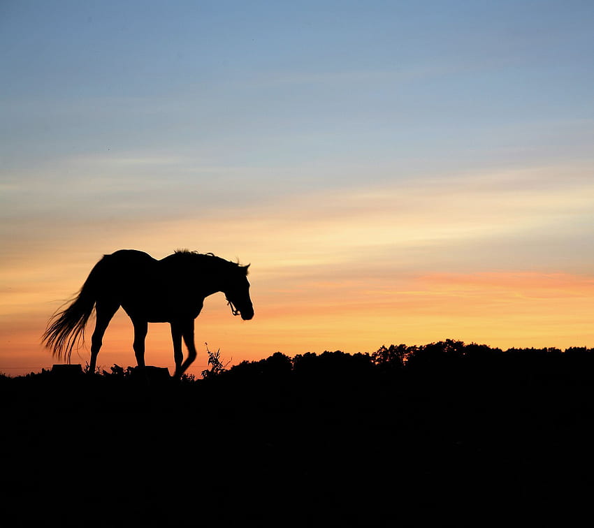 Country Western Country western . Horse, Cowboy Horse HD wallpaper