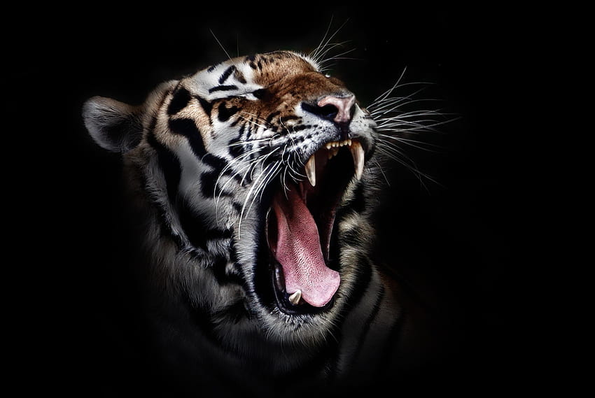 Tigre rugindo, cabeça de tigre rugindo papel de parede HD