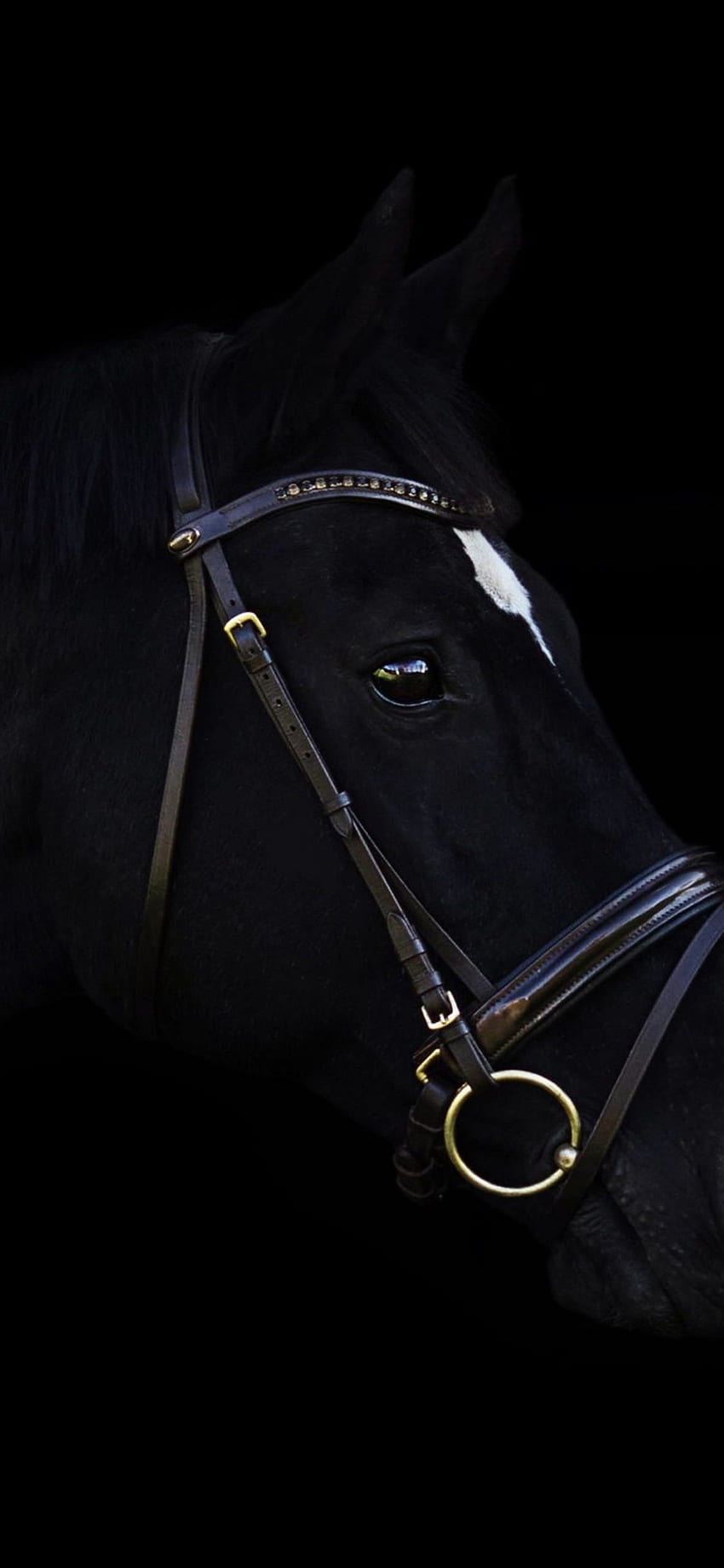 Pferd iPhone, schwarzes Pferd HD-Handy-Hintergrundbild