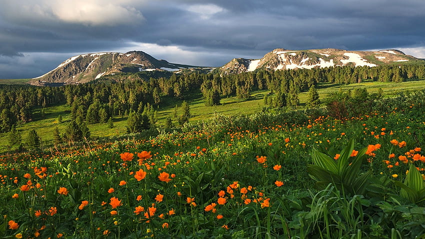 spring meadow, flowers, mountains, spring, field HD wallpaper