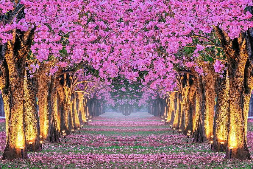 Sakura, alberi, parco, Corea, vicolo, primavera Sfondo HD