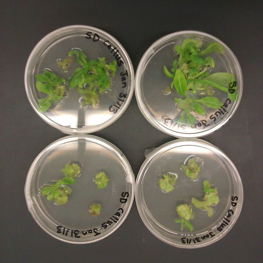 Plant tissue culture. Plant tissue, Cloning plants, Plant science, Plant Biotechnology HD phone wallpaper