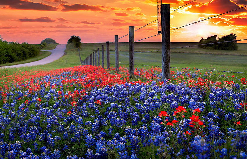 Fleurs sauvages au coucher du soleil, prés, bleu, fleurs, clôture, rouge, paysage, arbre Fond d'écran HD
