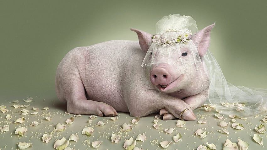 Piggy Bride :), Novia, Gracioso, Cerdos, Animales fondo de pantalla