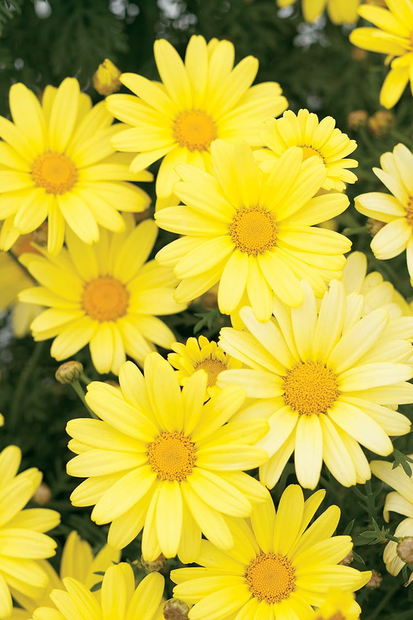 Marguerite-Gänseblümchen-Blumen Spitzenblumen, gelbe Gänseblümchen HD-Handy-Hintergrundbild