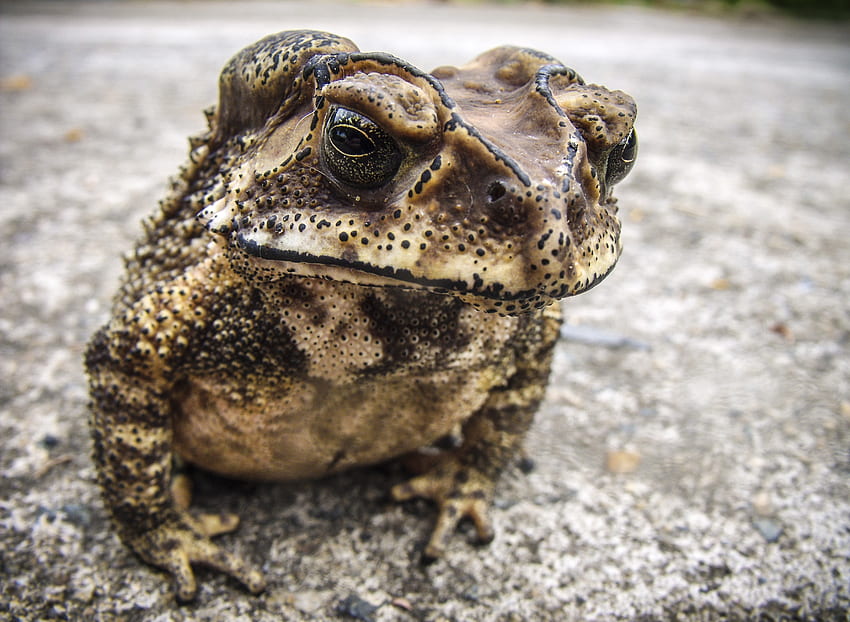 Animals, Frog, Toad, Amphibious HD wallpaper