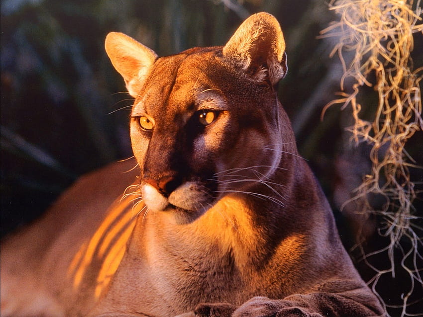 Florida-Panther, Computer der großen Katzen der wild lebenden Tiere HD-Hintergrundbild