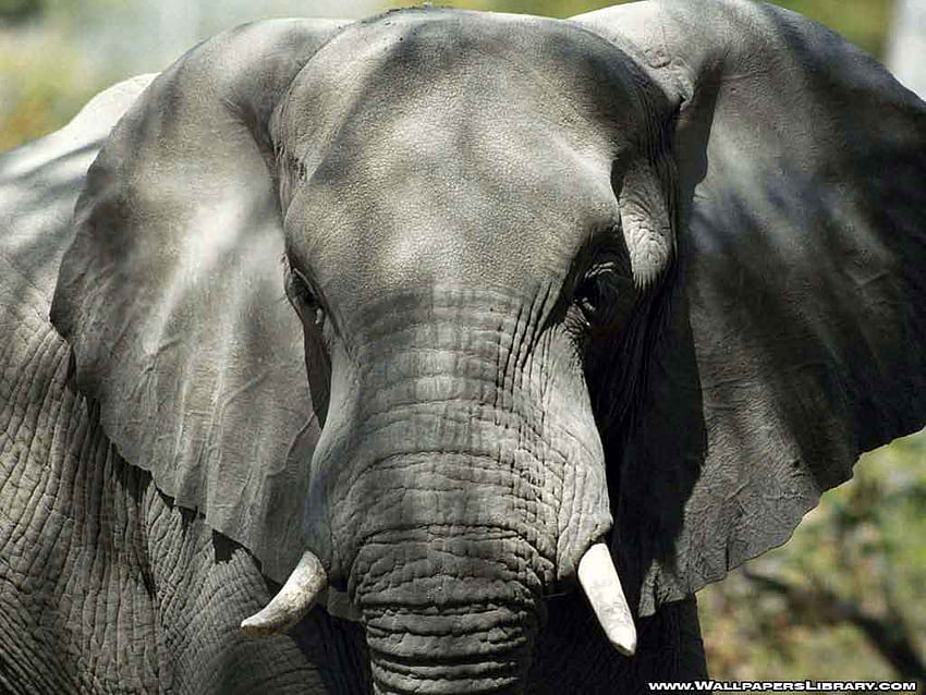 elephant-head, big, animals, elephant, face, ears, head HD wallpaper