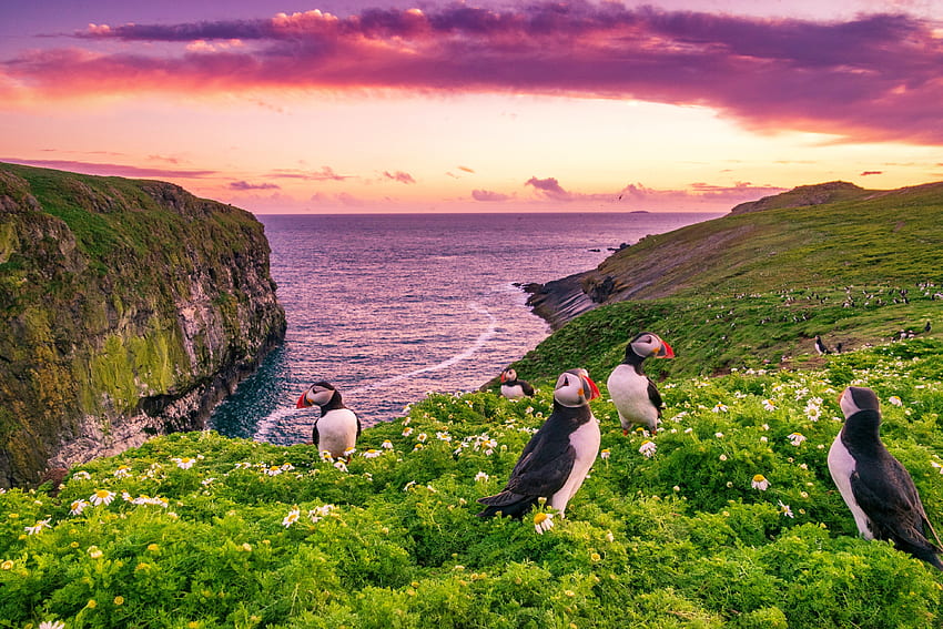 スコマー島のツノメドリ、岩、夕日、島、海、鳥、ツノメドリ、美しい、春、夏、イギリス、野生の花、ビュー 高画質の壁紙