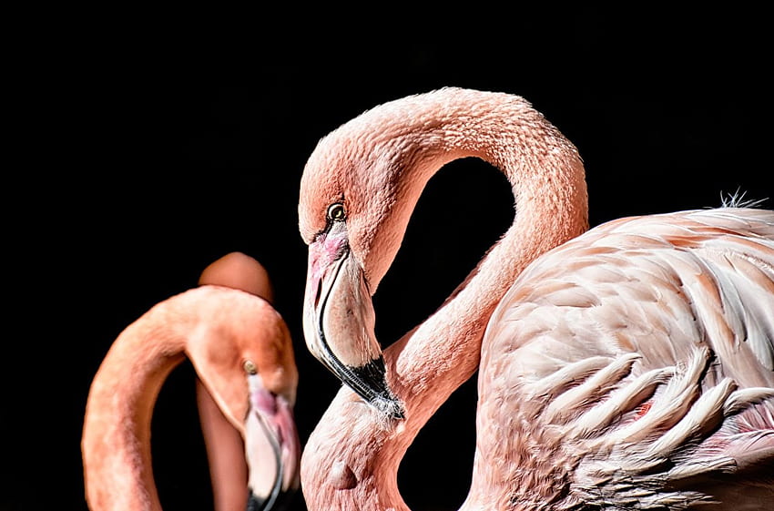 Flamingo Beak animal Closeup Black background HD wallpaper