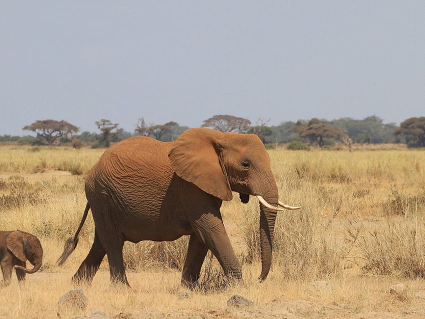 Elefant mit Jungtier, mit, Jungtier, Tiere, Elefant HD-Hintergrundbild