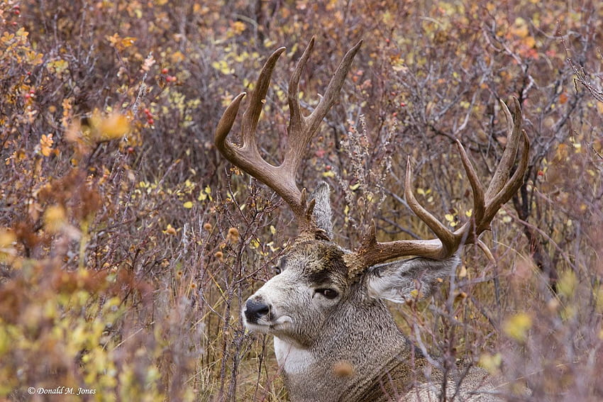 Mule Deer for . Mule deer, Deer , Mule deer hunting HD wallpaper