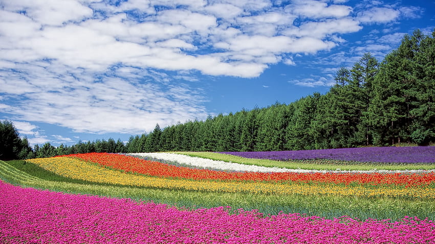hokkaido, japon, fleurs, champ, été Japon Fond d'écran HD