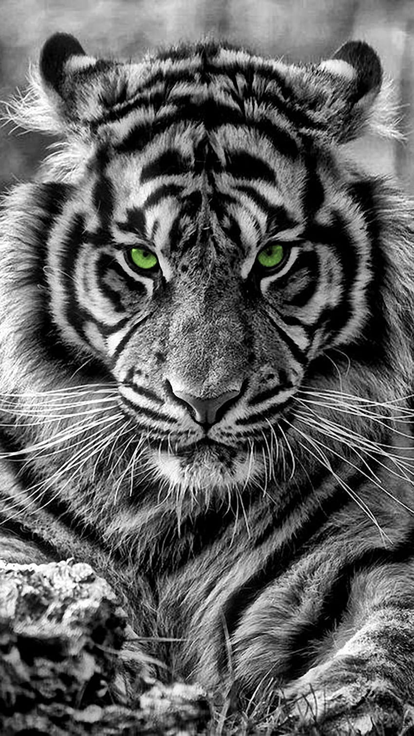 Tigre, tigre di ghiaccio Sfondo del telefono HD