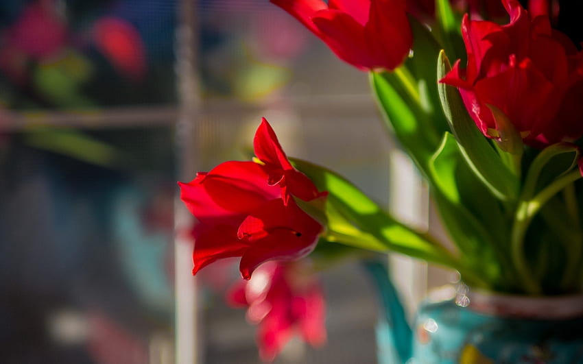 Czerwone tulipany, wazon, kwiaty, tulipany, czerwień Tapeta HD