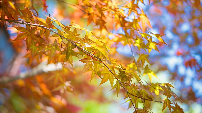 Beautiful Tree Branch 44184 px HD wallpaper | Pxfuel