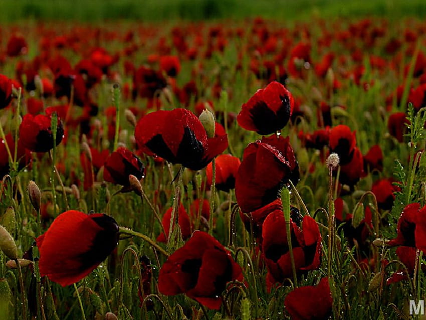 poppies again, poppies, red HD wallpaper
