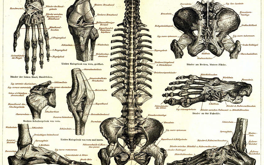 Medicina Anatomía Medicina Anatomía Esqueletos [] para tu, Móvil y Tablet. Explora Anatomía. Anatomía de Grey, Medicina Estética fondo de pantalla