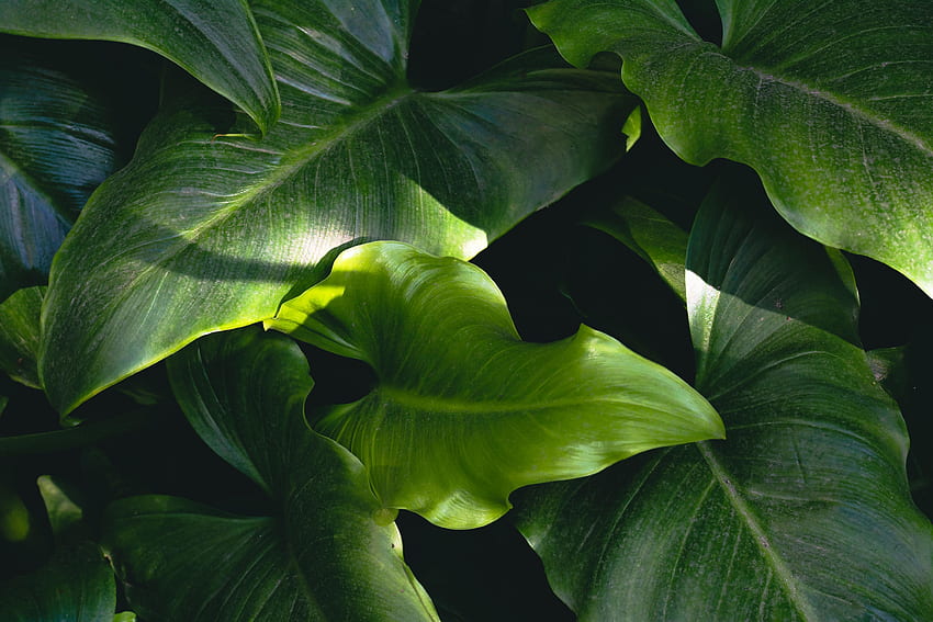 大きくて緑の葉、自然 高画質の壁紙