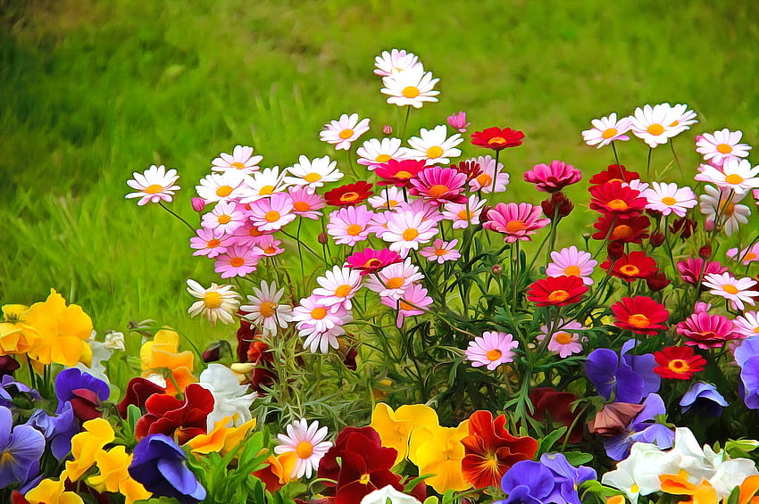 Gartenblumen, bunt, Garten, schön, Gras, Sommer, hübsch, Feld, Frische, Blumen HD-Hintergrundbild