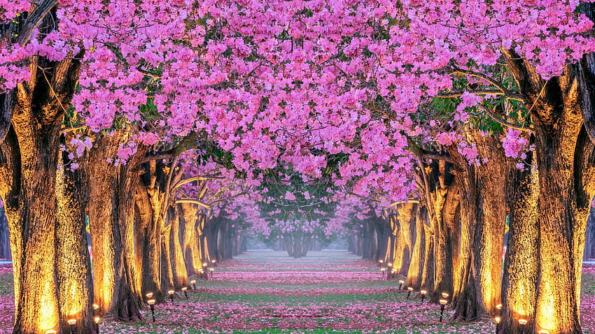 Sakura Bahar Parkı, sakura, manzaralar, parklar, Japonya, ağaçlar, doğa, orman HD duvar kağıdı