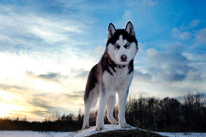สัตว์ ท้องฟ้า หิมะ สุนัข ฮัสกี้ ฮาสก้า ตาสีฟ้า ตาสีฟ้า วอลล์เปเปอร์ HD