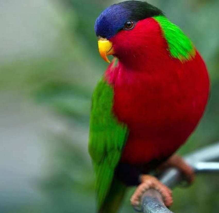 Цветна птица, синя, цветна, птица, зелена, червена, папагал HD тапет